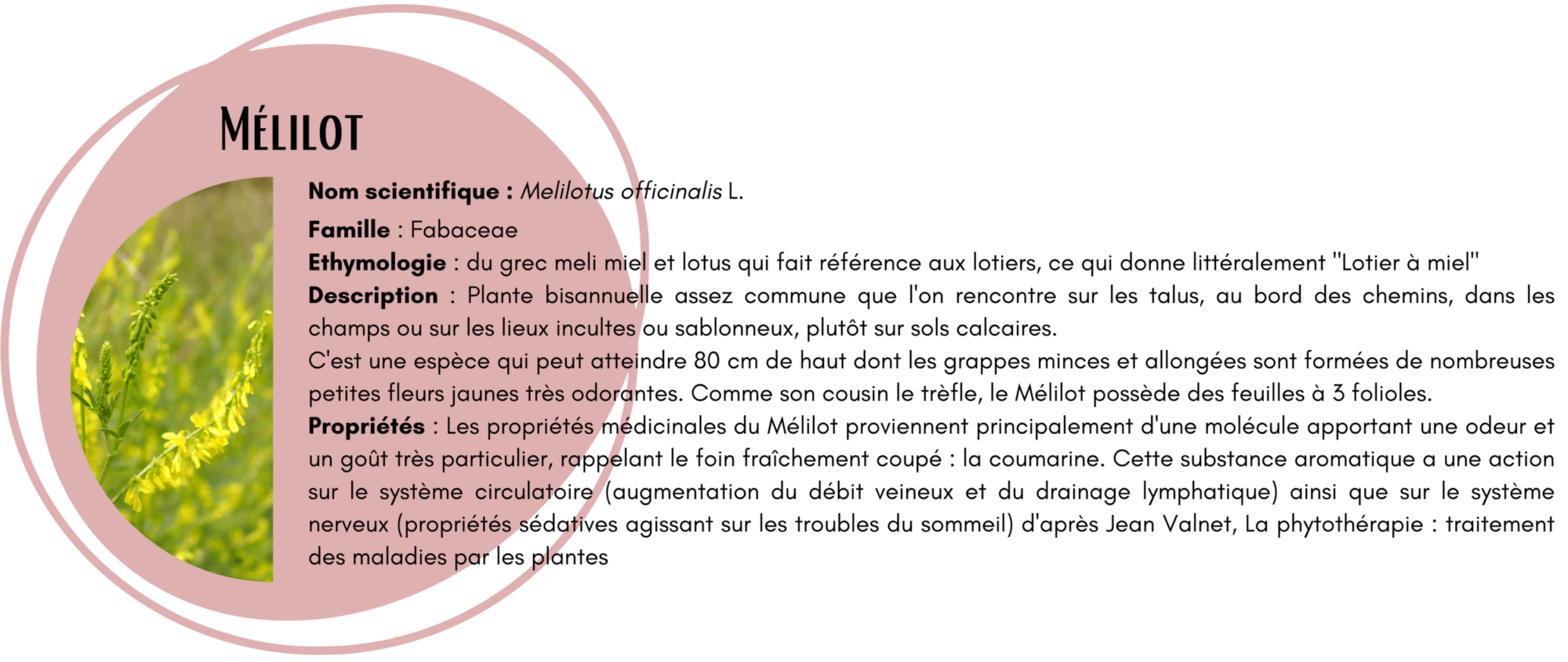 FICHE MELILOT